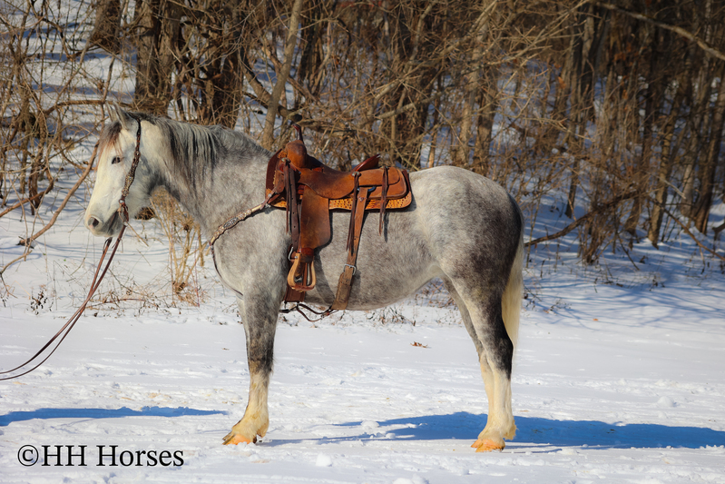 GENTLE, PRETTY, EASY TO RIDE AND DRIVE PERCHERON QUARTER HORSE CROSSBRED MARE, HONEST 