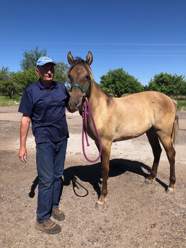 Gorgeous Well Bred Grulla Yearling 