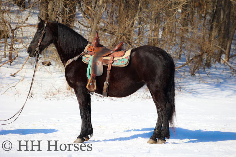 VERY WELL BROKE REGISTERED FRIESIAN SPORT HORSE MARE, IN FOAL TO A FRIESIAN STUD, RIDES AND DRIVES 