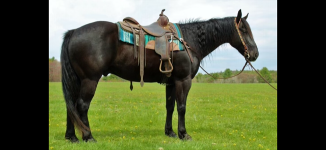 15 HAND 13 YEAR OLD BLACK GELDING