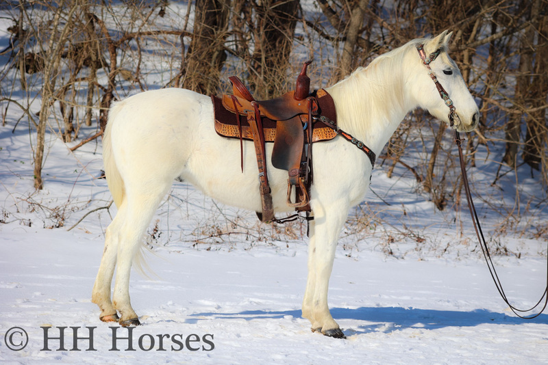 BEGINNER AND FAMILY FRIENDLY GRAY QUARTER HORSE RANCH GELDING, ANYONE CAN RIDE, TRAIL RIDES QUIET 