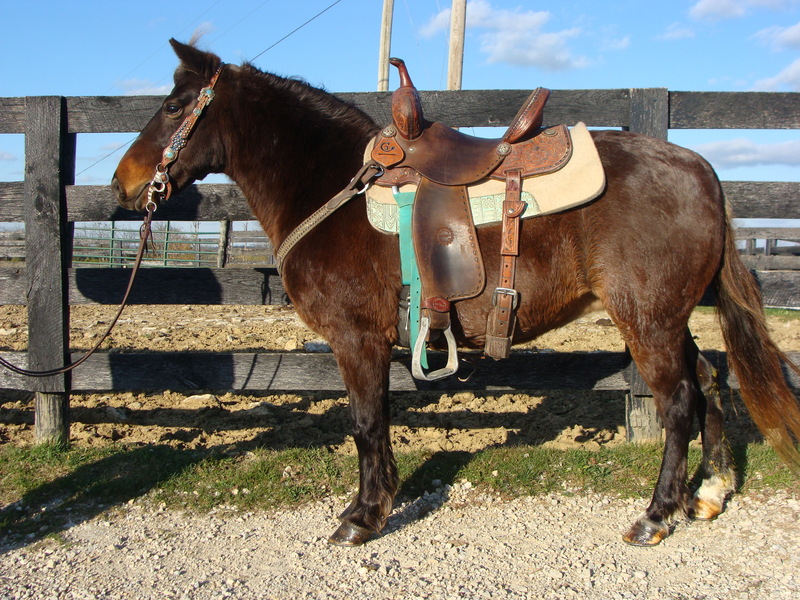 KID BROKE AND BEGINNER SAFE CHOCOLATE QUARTER MARE PONY, GENTLE For ...