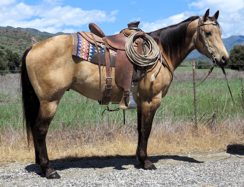 7 YEAR OLD 15+ HAND BUCKSKIN GELDING  ***VIDEO***