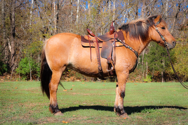 SUPER GENTLE, FAMILY FRIENDLY, YOUTH SAFE NORWEGIAN FJORD QUARTER HORSE CROSS MARE, RIDES AND DRIVES 