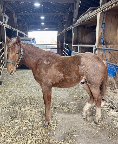 Beautiful Red Roan Yearling Colt 