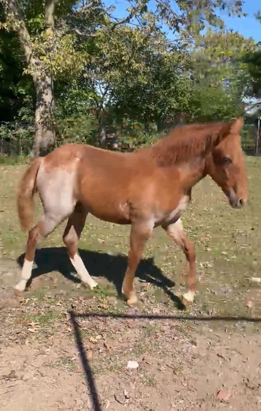 Beautiful Red Roan Weanling Colt 