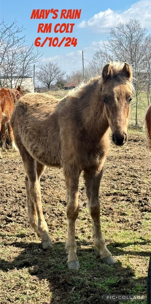 Beautiful Solid Chocolate Yearling