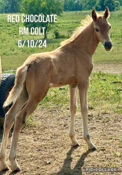 Beautiful Solid Chocolate Weanling 