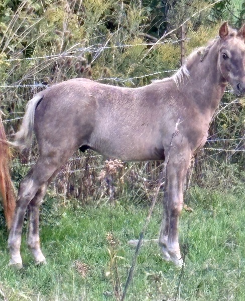 Beautiful Solid Chocolate Weanling 