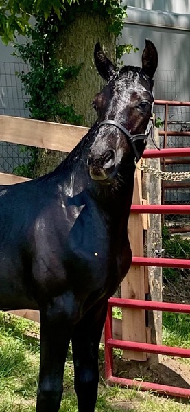 Gorgeous Solid Black Weanling Colt 