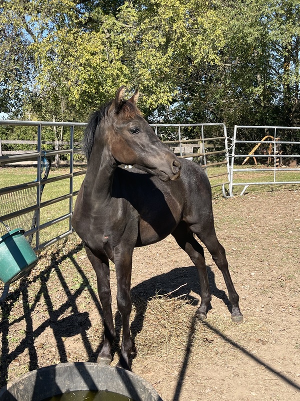 Gorgeous Solid Black Weanling Colt 