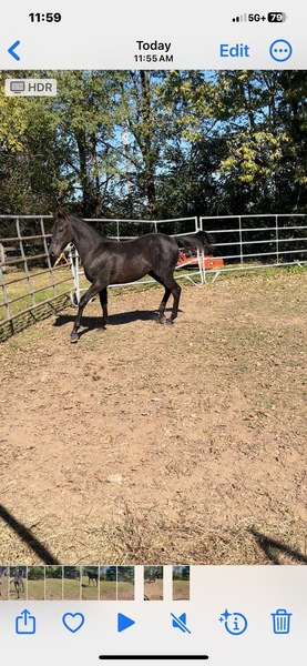 Gorgeous Solid Black Weanling Colt 