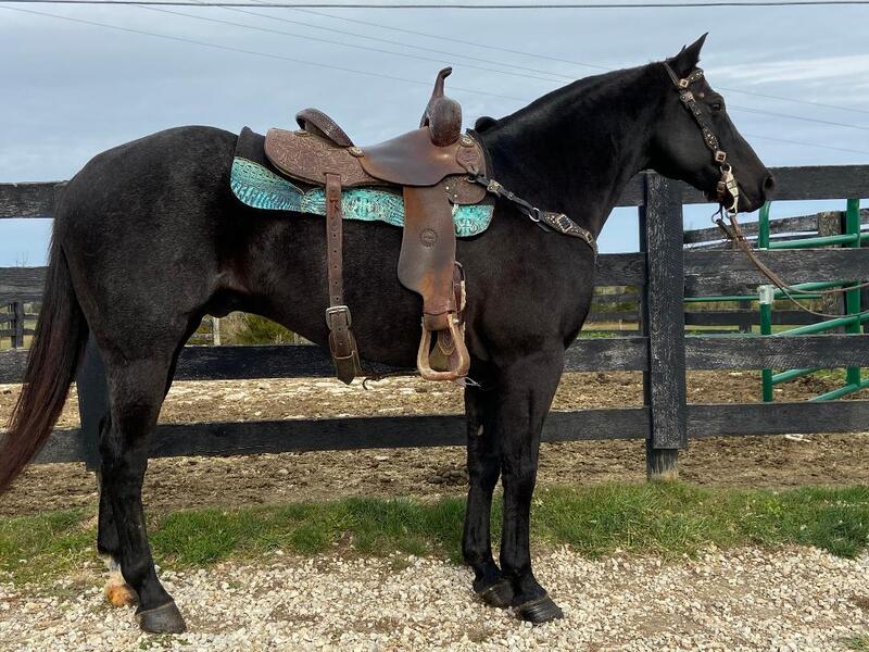 AQHA BLUE ROAN GELDING, WELL BROKE, ATHLETIC AND FAST For Sale in ...