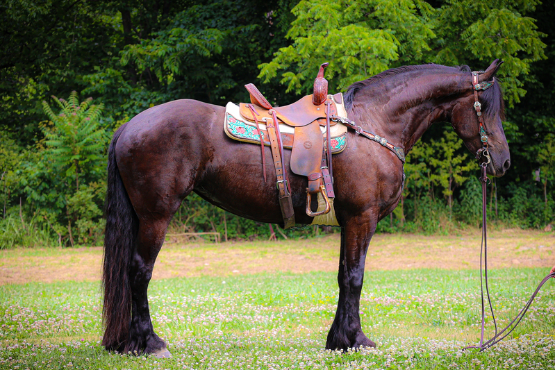 FAMILY FRIENDLY BLACK FRIESIAN PERCHERON CROSSBRED MARE, RIDES AND DRIVES, TRAFFIC SAFE AND EASY TO RIDE OR DRIVE 