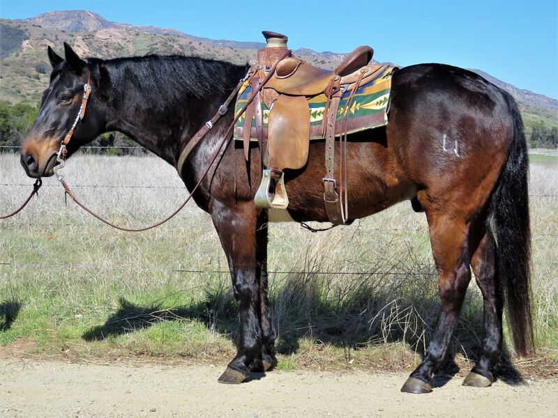 15.3 HAND BROWN GELDING **VIDEO**