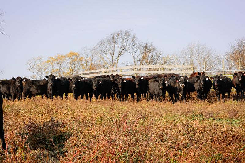 HERD OF 40 BRED BLACK COWS VET CHECKED 