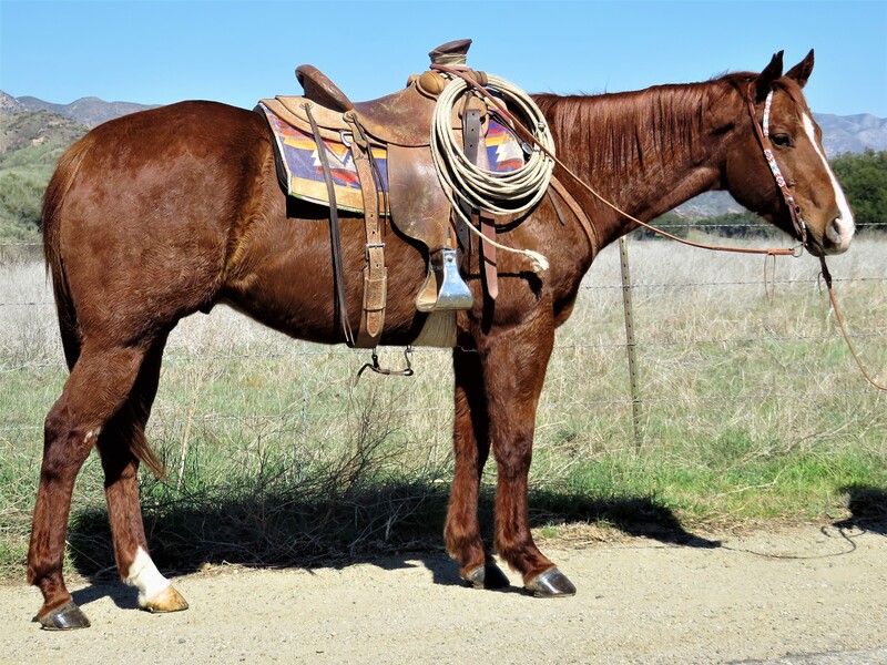 16 HAND  8 YEAR OLD SORREL GELDING - JET