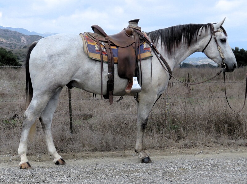 3 YEAR OLD 15.2 HAND GREY GELDING ***VIDEO***