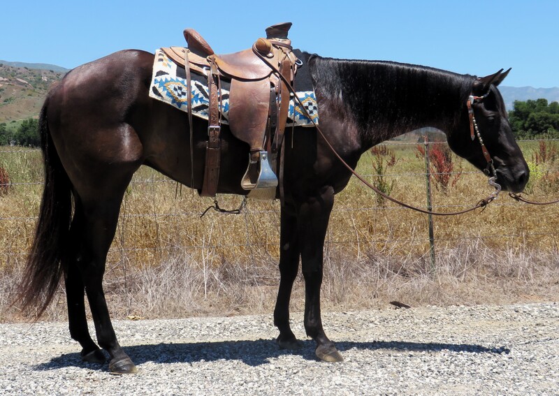 5 YEAR OLD 16 HAND BLACK GELDING +++VIDEO+++