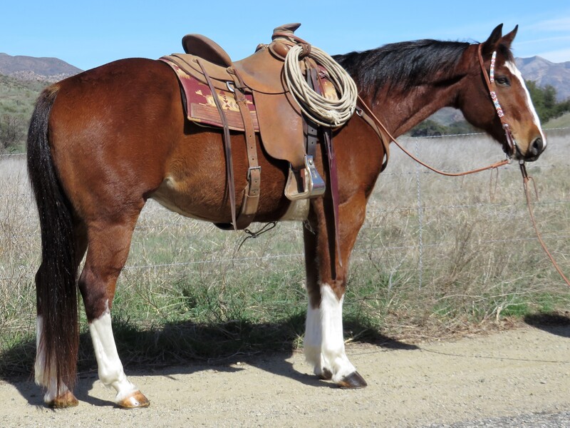 15.1 HAND BAY GELDING - TBONE