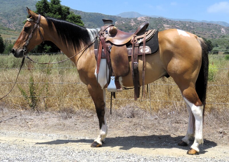 14 HAND 15 YEAR OLD BUCKSKIN PAINT