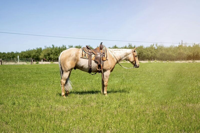 7 YEAR OLD 15.3 HAND PALOMINO GELDING  ***VIDEO***