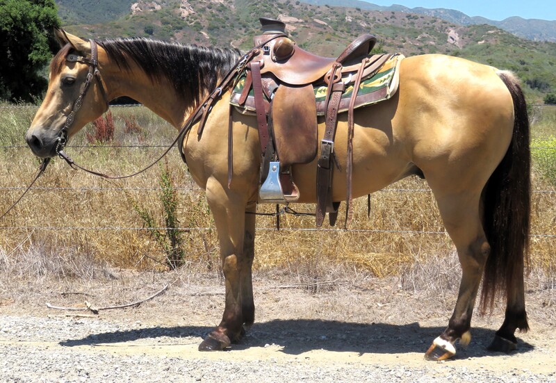 8 YEAR OLD 14.2 HAND BUCKSKIN GELDING