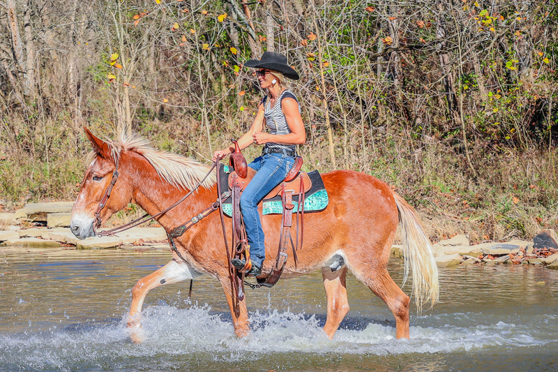 VERY GENTLE SUPER SMOOTH SORREL GAITED JOHN MULE, RANCH WORK, NECK REINS, SHOW, TRAILS