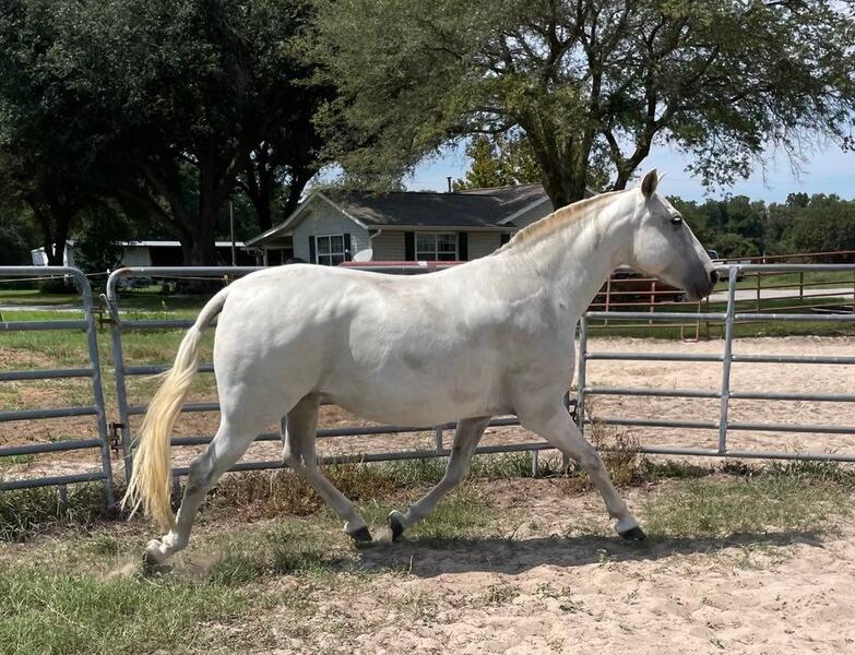 Do Everything Spanish Andalusian Mare