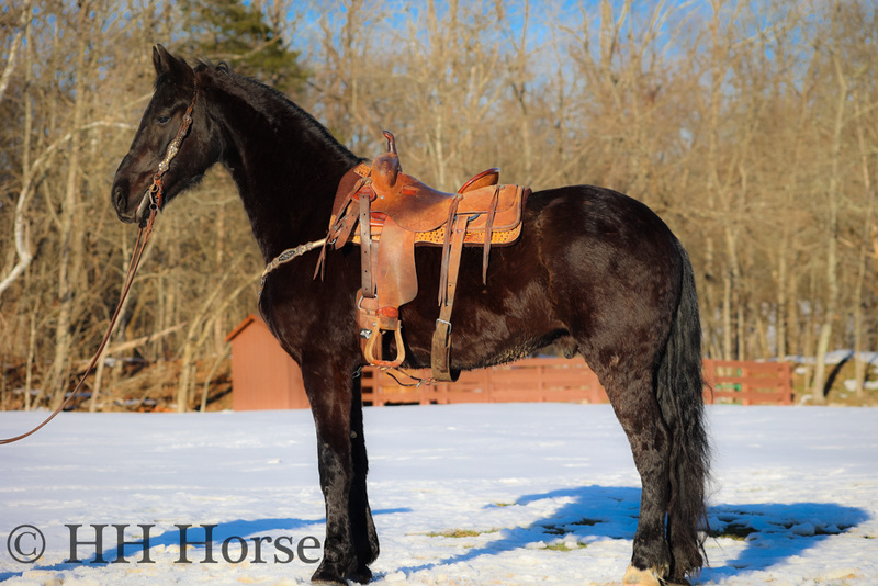 REALLY NICE WELL TRAINED REGISTERED BLACK FRIESIAN BLOOD HORSE GELDING, RIDES AND DRIVES, WELL TRAINED 