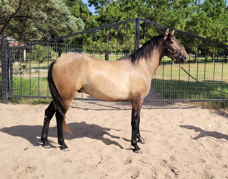 2021 Rose Gray Gelding for sale