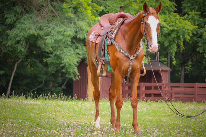 YOUTH SHOWN, ANYONE CAN TRAIL RIDE, VERY BROKE SORREL GELDING, GENTLE AND OBEDIENT 