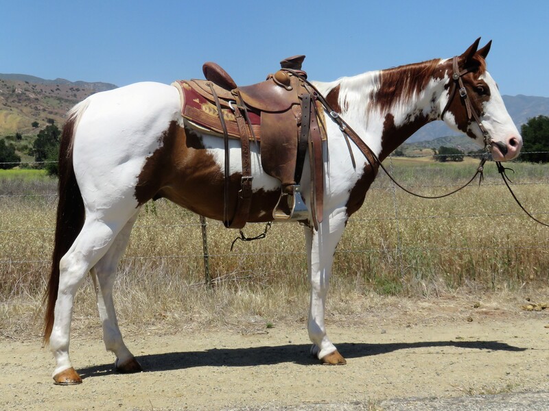 15.1+ HAND PAINT GELDING **VIDEO**