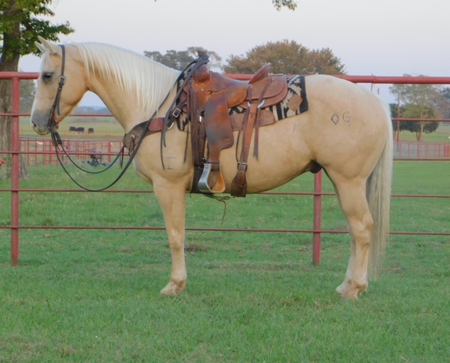 7 YEAR OLD 15 HAND PALOMINO GELDING **VIDEO**