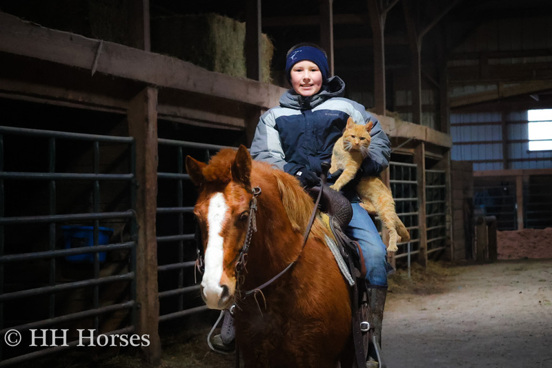 CUTE SORREL QUARTER PONY MARE, BEGINNER AND YOUTH RIDDEN, QUIET AND FUN TO RIDE 