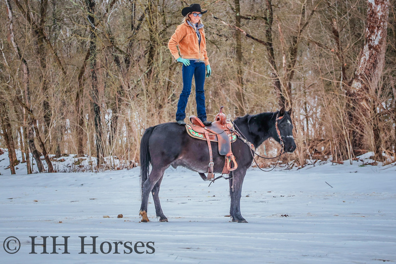 GENTLE BLACK MISSOURI FOX TROTTER QUARTER HORSE GELDING