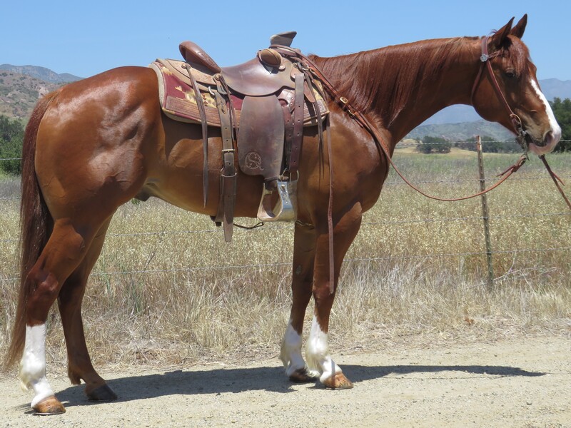 7 YEAR OLD 15.3 HAND SORREL GELDING