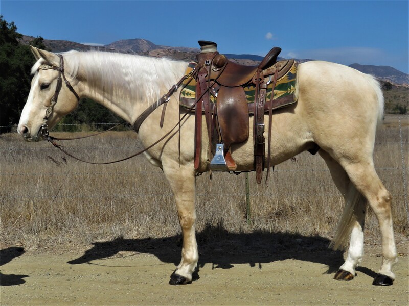 15.1 HAND 14 YEAR  PALOMINO GELDING **VIDEO**