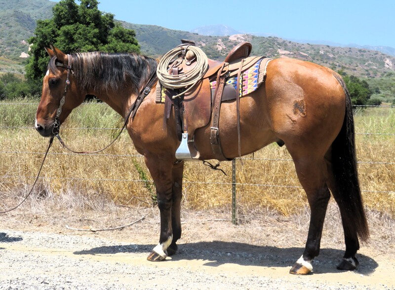 10 YEAR OLD 15.1 HAND DUN GELDING