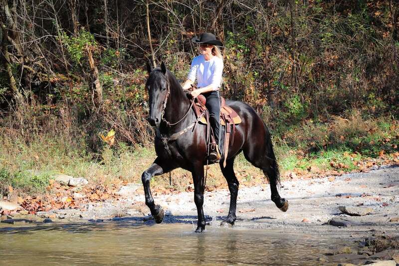 BIG SUPER PRETTY, WELL TRAINED FRIESIAN CROSSBRED GELDING, RIDES AND DRIVES 