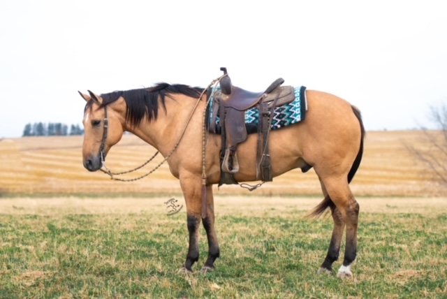 10 YEAR OLD 15.3 HAND BUCKSKIN GELDING