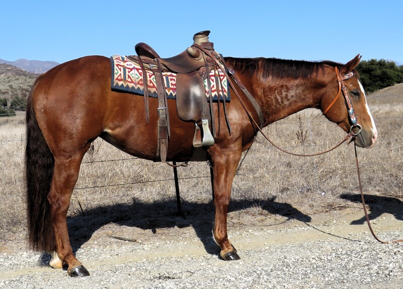 9 YEAR OLD 15.1 HAND SORREL MARE +++VIDEO+++