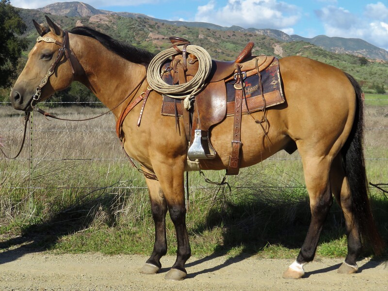 12 YEAR OLD 14.2 HAND BUCKSKIN GELDING