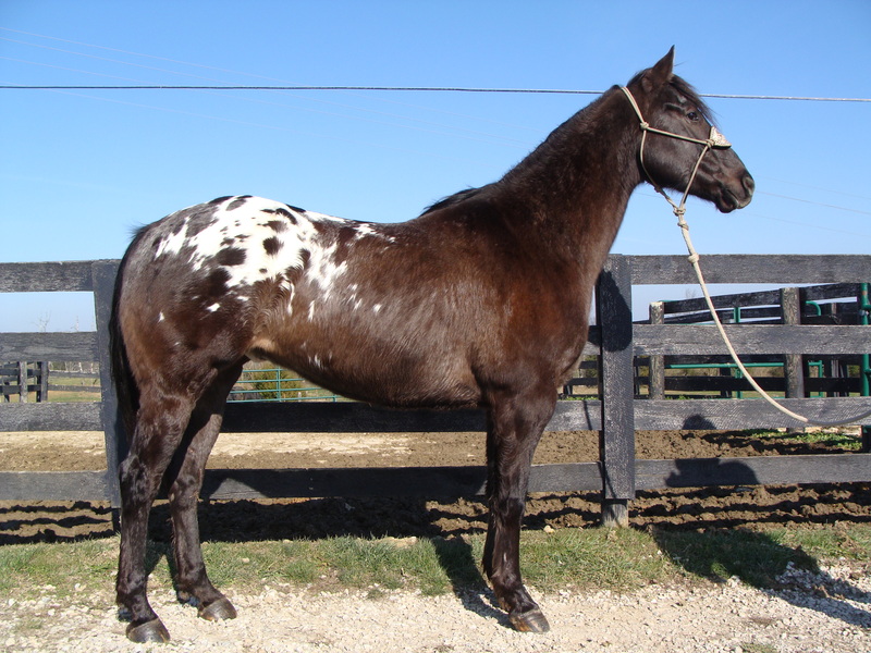 BIG LOUD COLORED BLACK BLANKETED APPALOOSA GELDING, RANCH WORK, TRAIL ...