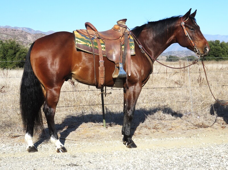 6 YEAR OLD 15.1+ HAND BAY GELDING