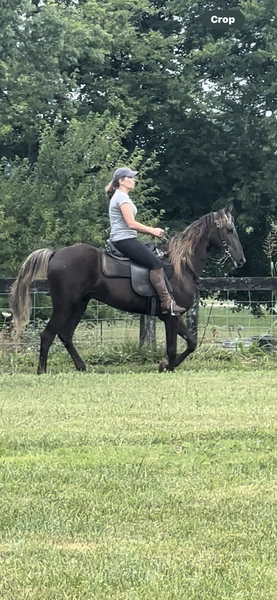 Beautiful Well Trained 3 Yr Old Gelding 