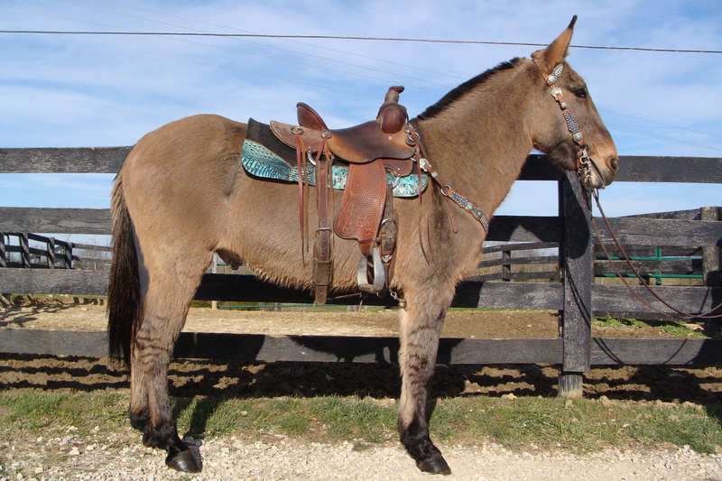 BEGINNER SAFE LINEBACK DUN JOHN MULE, ANYONE CAN RIDE, SUPER GENTLE AND ...