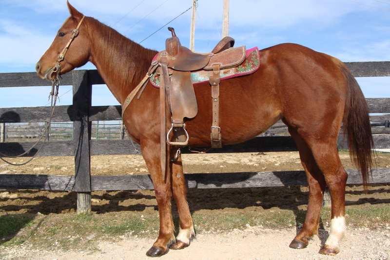 4 YEAR OLD SORREL QUARTER HORSE MARE, BEEN RANCHING, WORKING STOCKYARDS ...