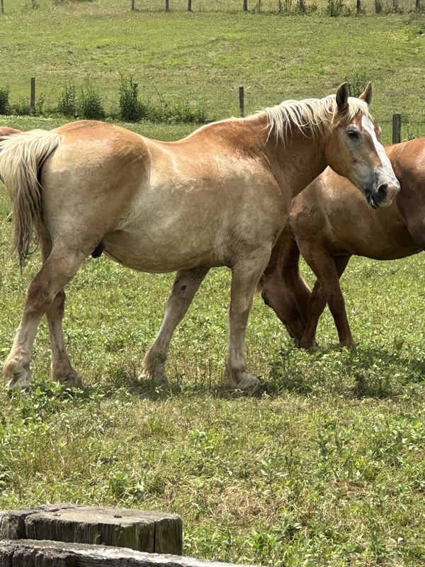 16.2 Sweet Riding/Harness Gelding 