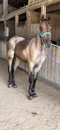 Stunning Red Chocolate Roan Gelding!